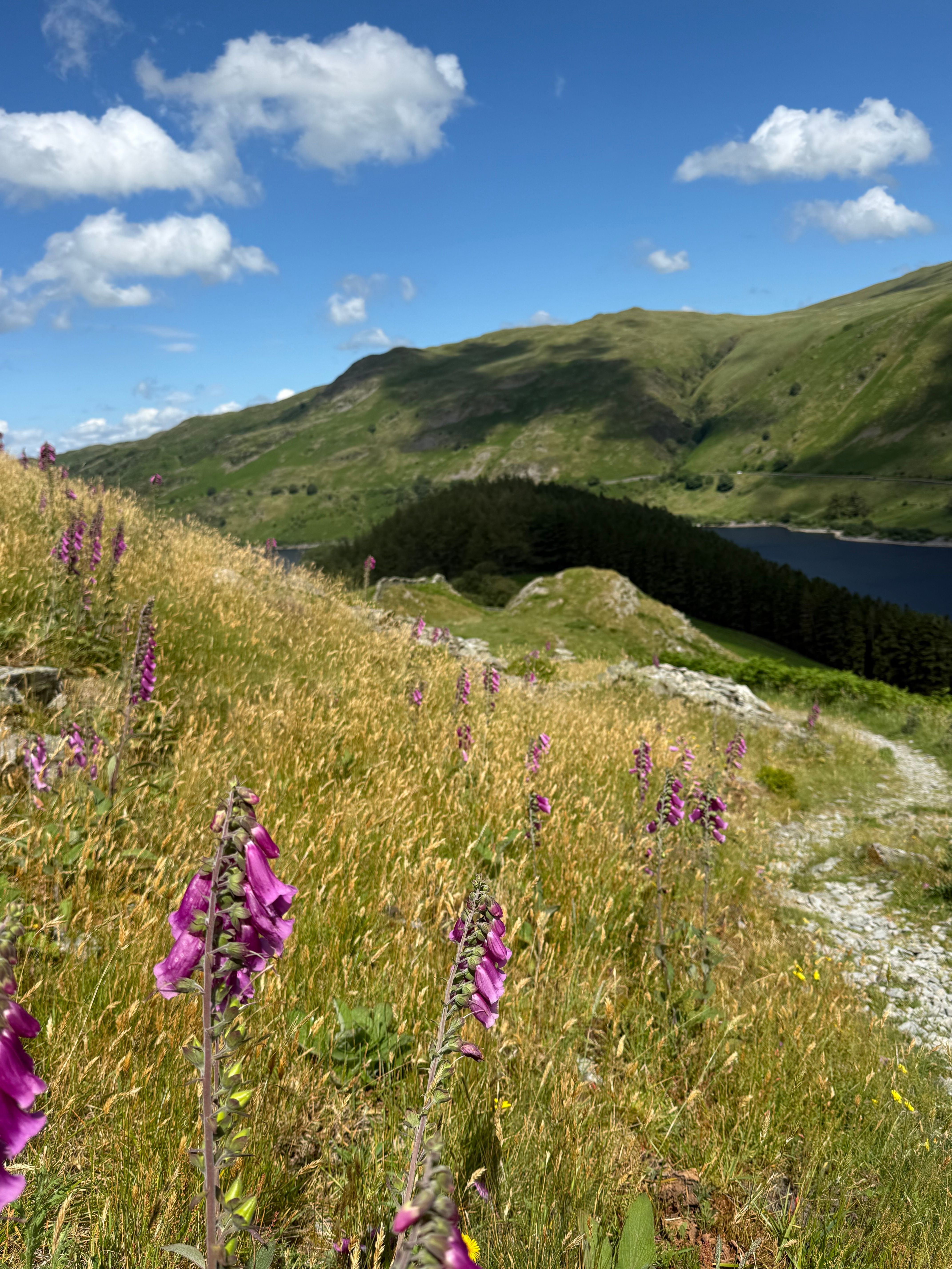 Purple foxgloves and golden grasses on a hillside above Haweswater reservoir