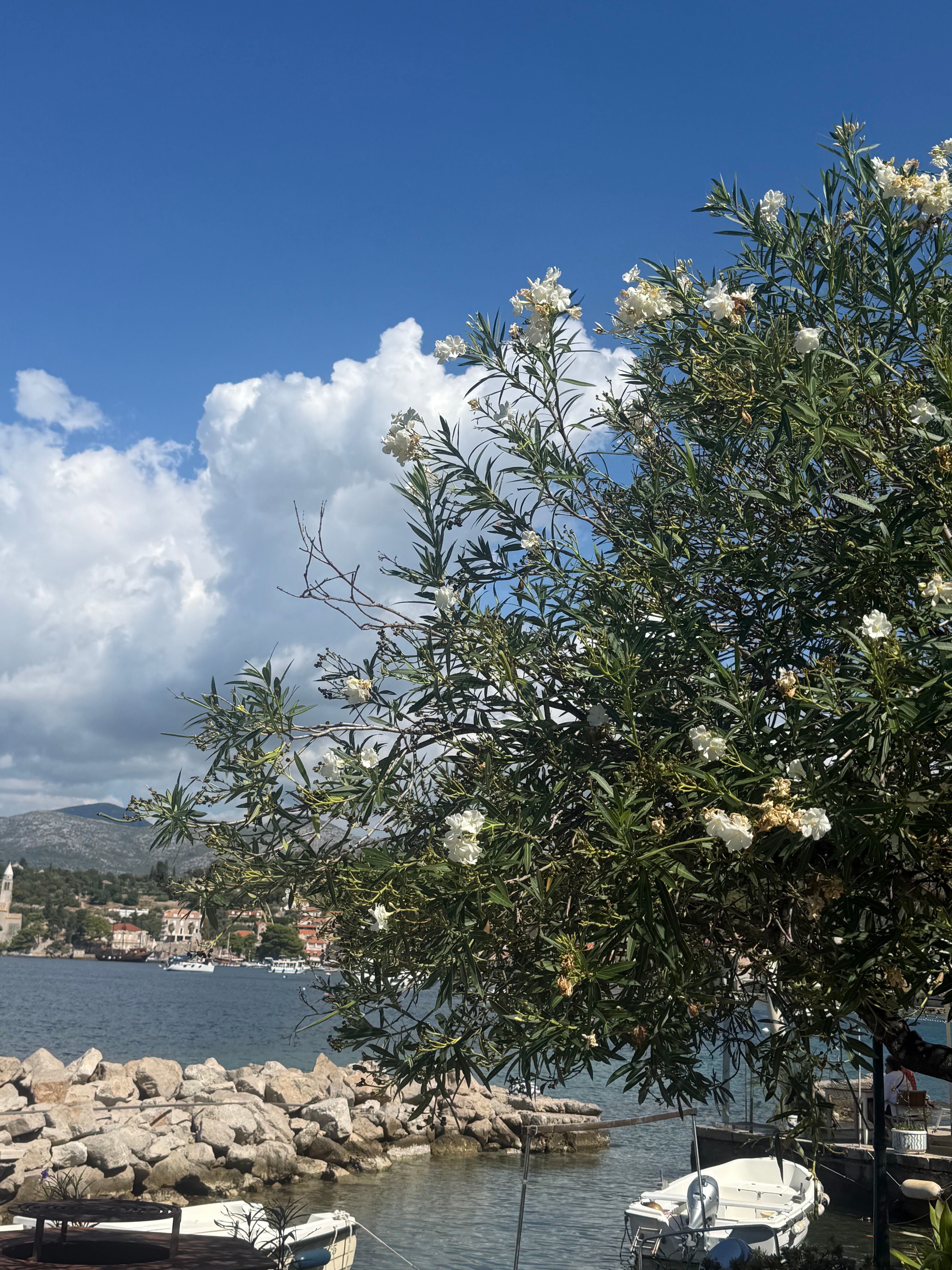 White oleander blossoms in front of a harbour with boats, a bell tower and mountains