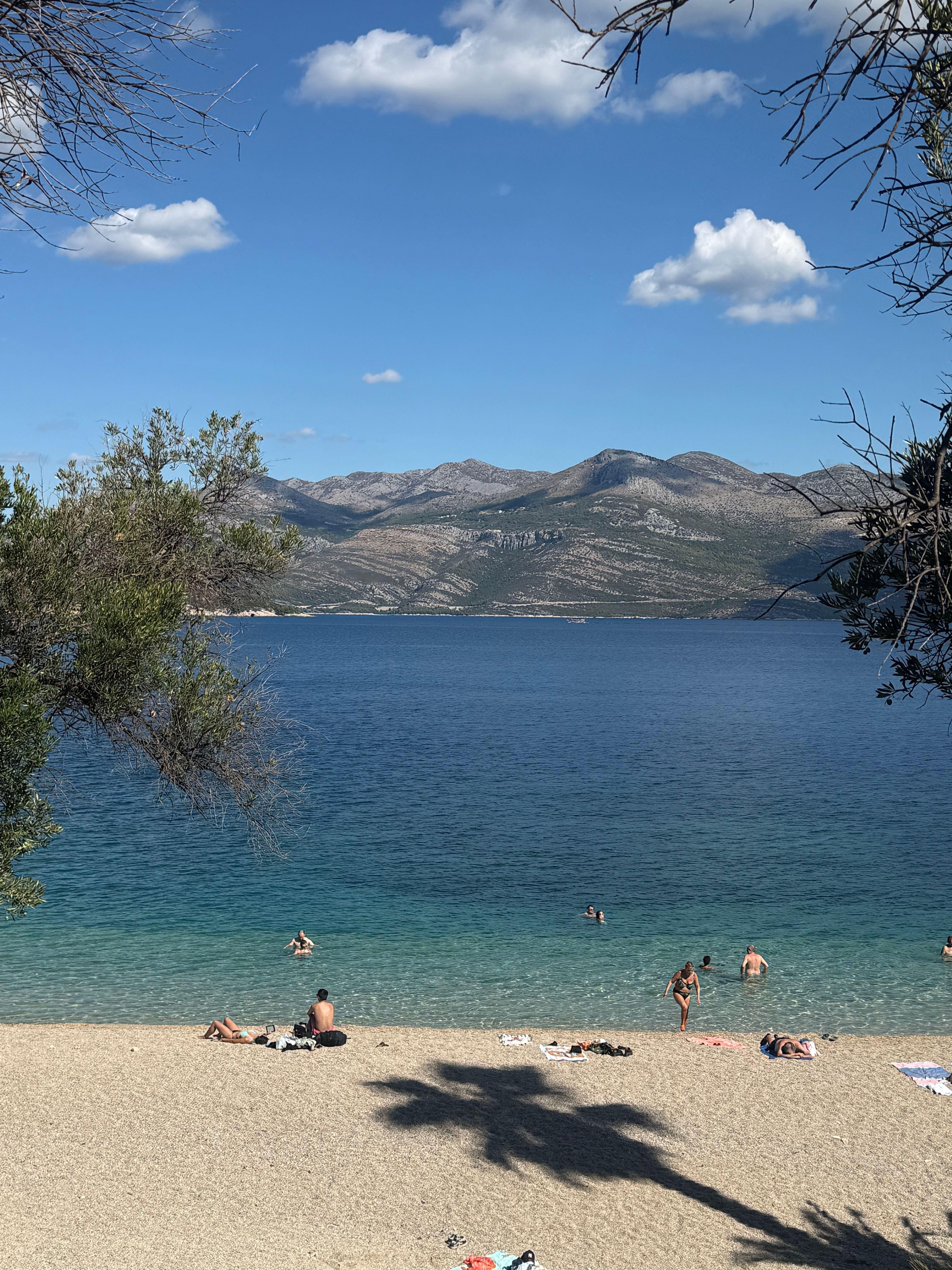 A pebble beach and turquoise water framed by olive branches, with mountains across the sea