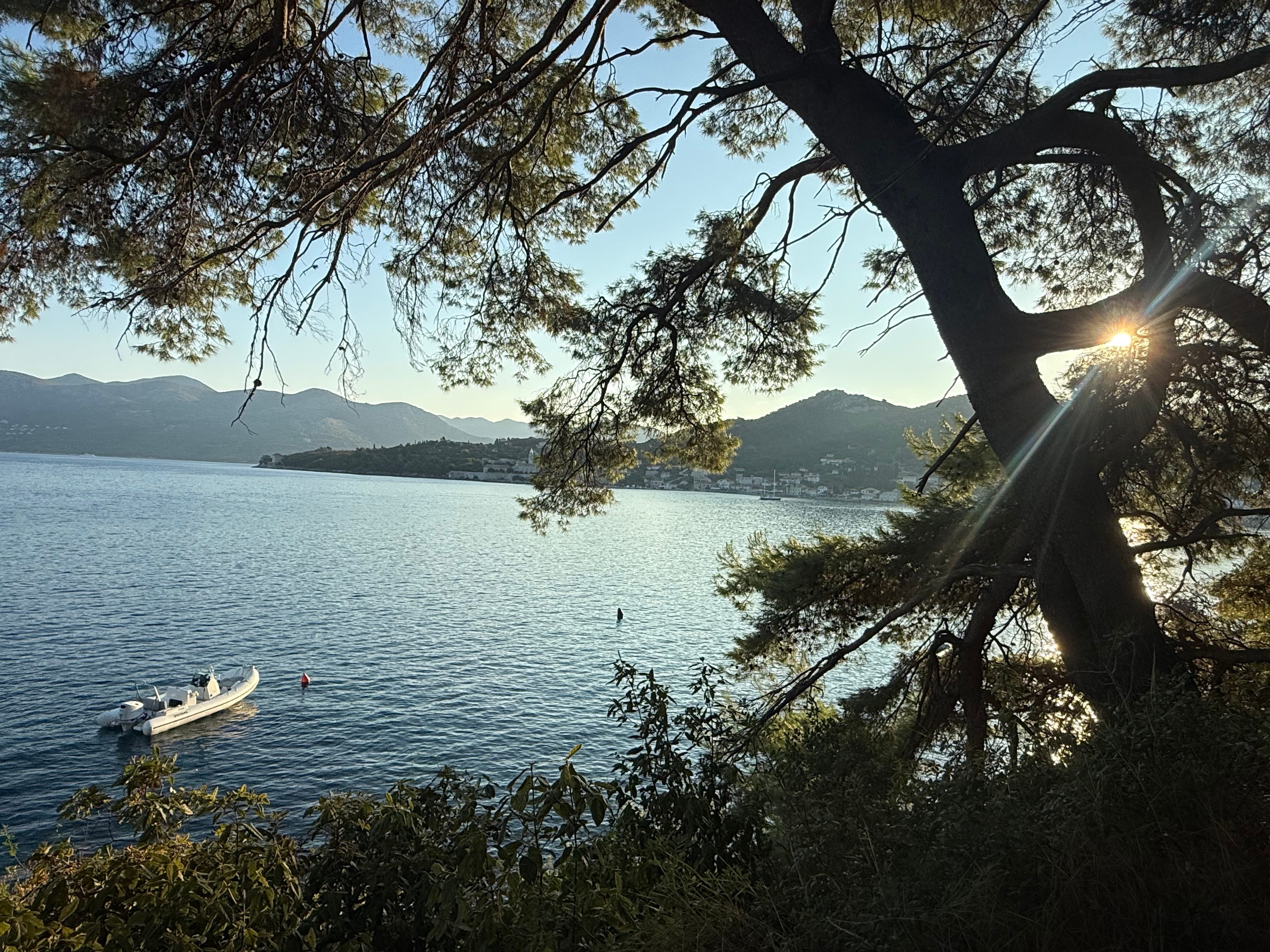Pine branches framing a quiet bay at golden hour, with a small boat below and sunlight flaring through the trunk